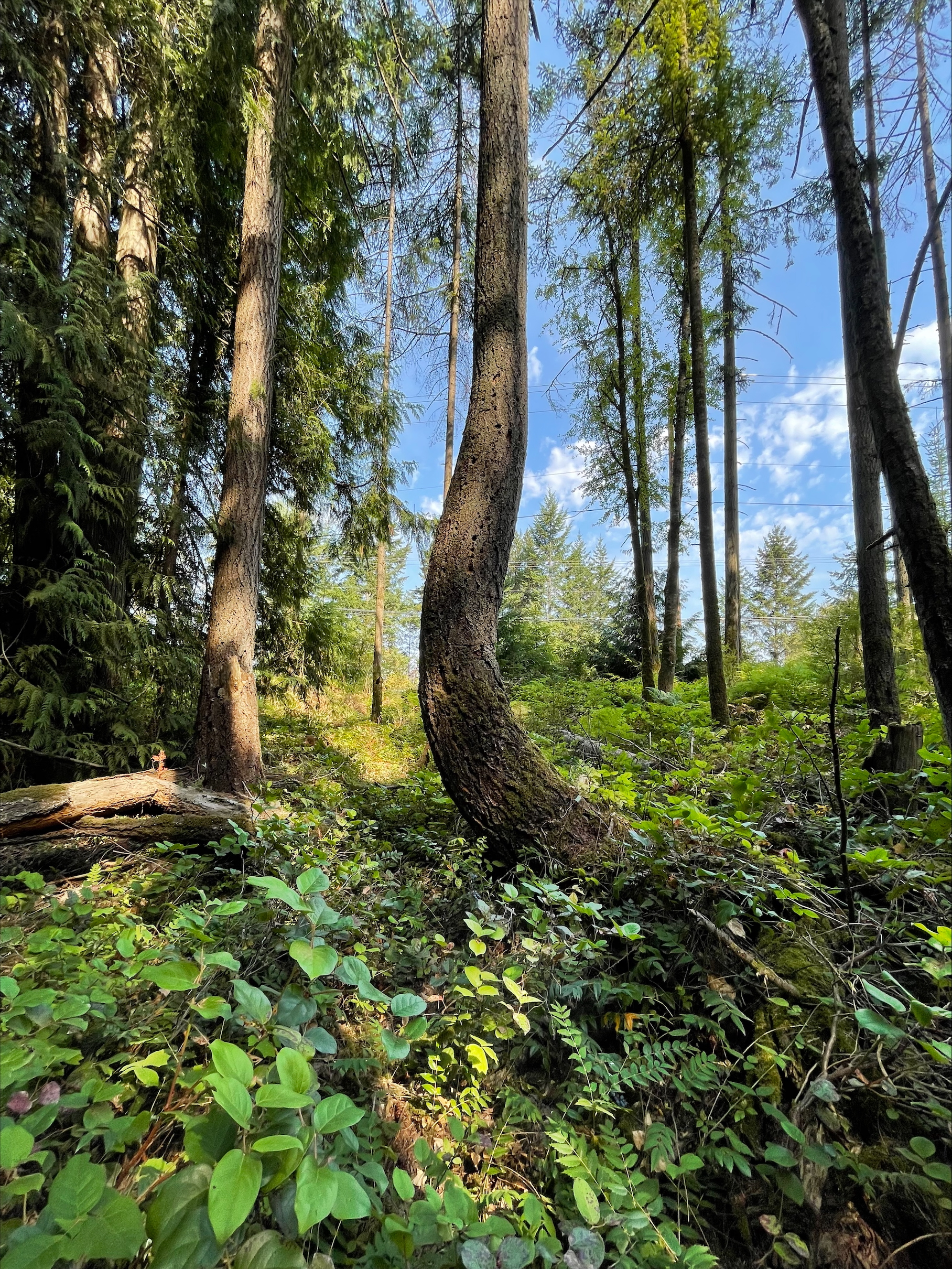 Bent tree in Romain Road Community Park