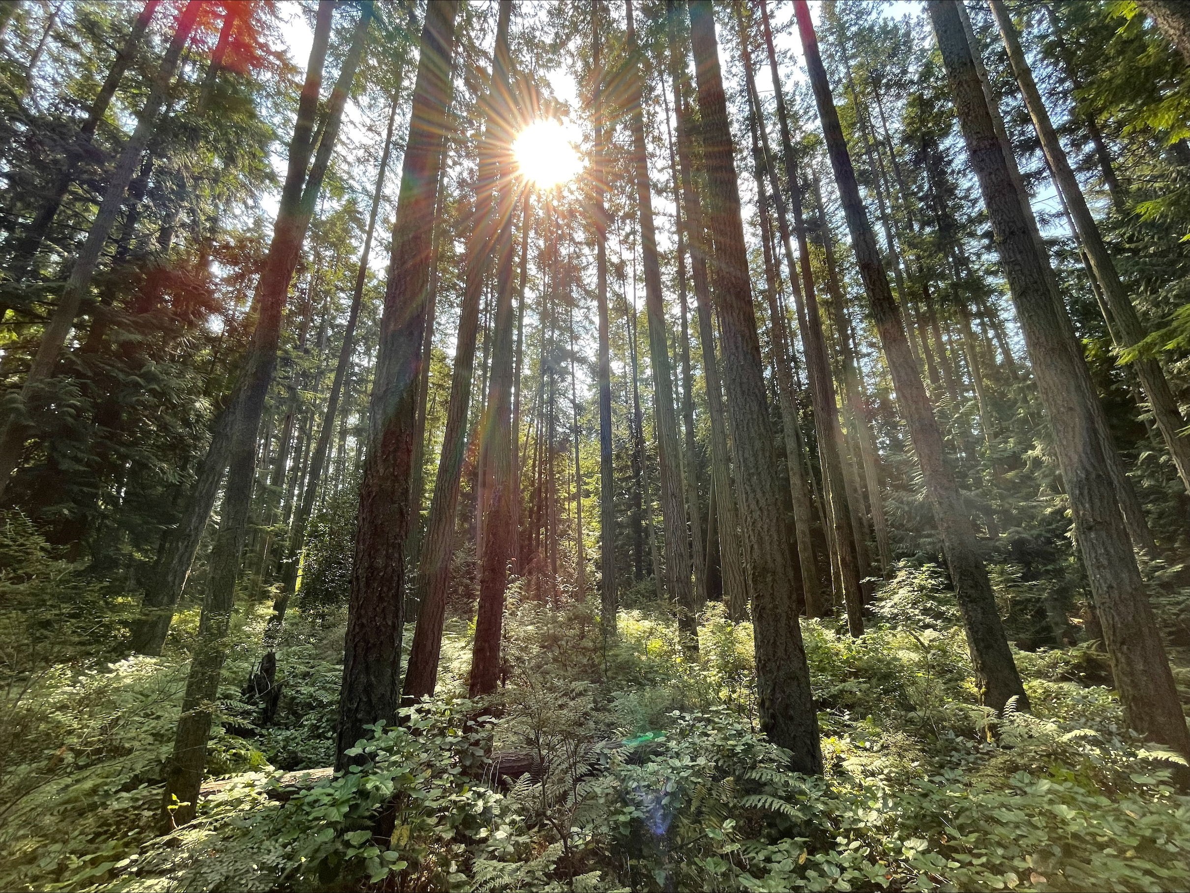 Forest in Romain Road Community Park