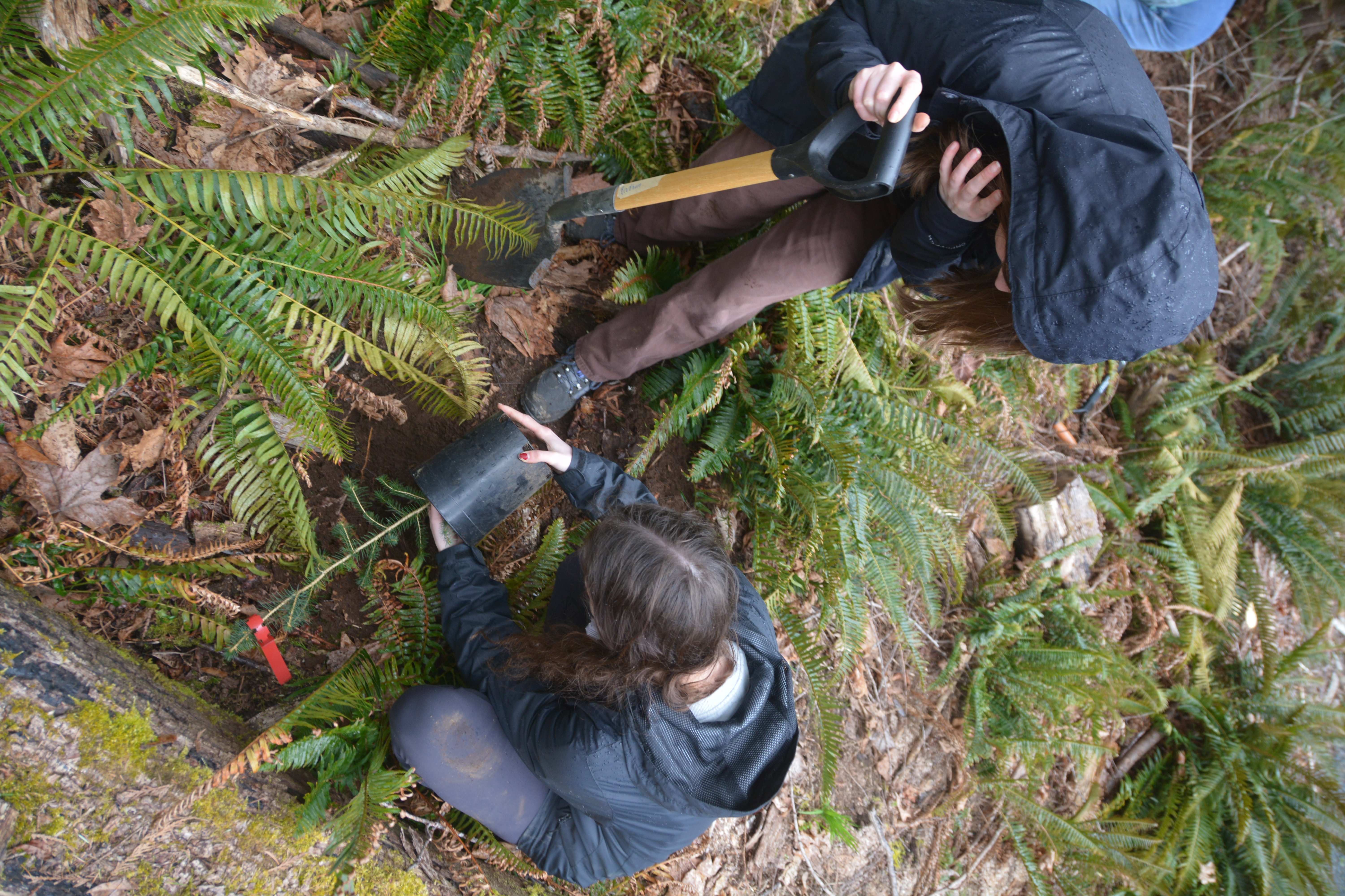 Volunteers planting ferns